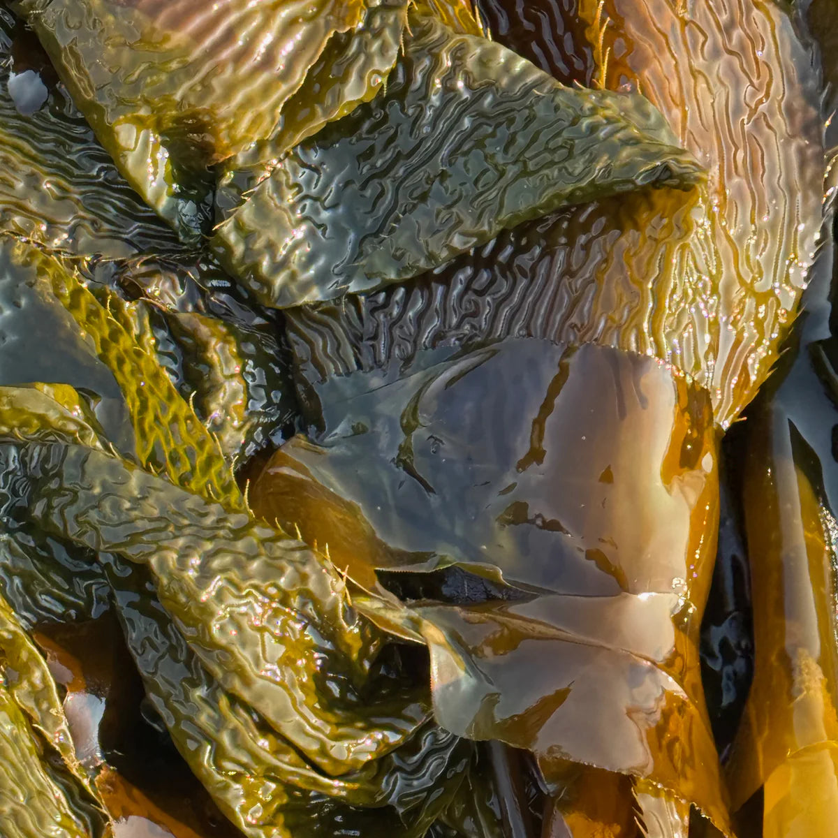 ABADFACE Algae Eye Serum | 15ML / 0.5fl. oz LEO BOUTIQUE