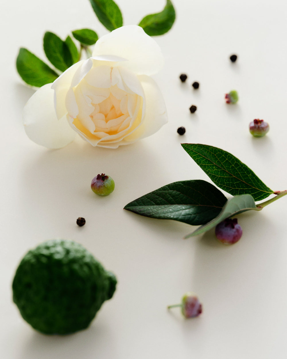 Maison Louis Marie Perfume Oil Antidris Cassis LEO BOUTIQUE